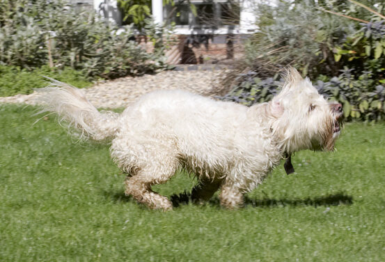 Running wild