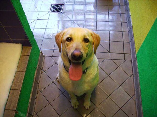Bob looking really happy in his doggie hotel room