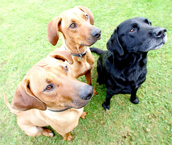 Kila, Simba & Cole patiently waiting for their cookies
