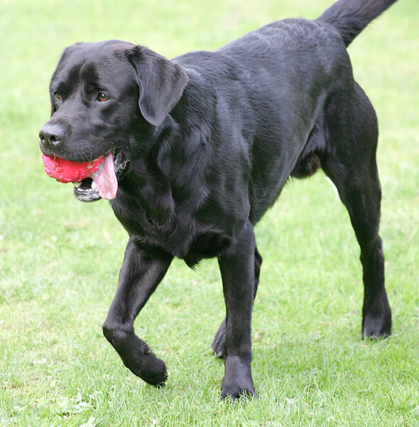Otis on the hunt with his ball