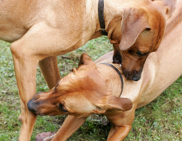 Kila and Simba Playing