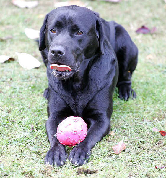 Otis taking a breather but guarding his ball