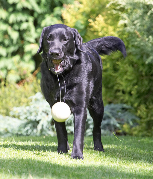 That ball is mine