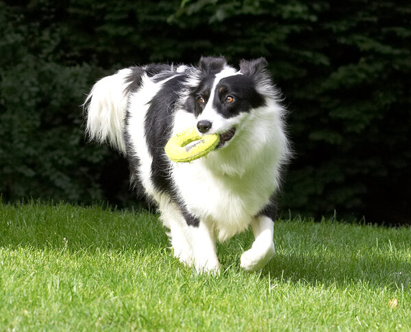 Water or dry land; I'm happy if there is a toy