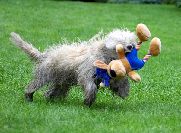 Well, I'll just terrorise this toy instead