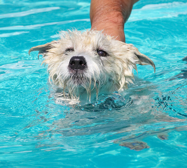 I'm not sure about this swimming lark