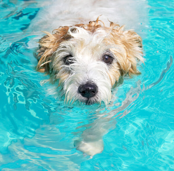 Hey, I'm not bad at this swimming