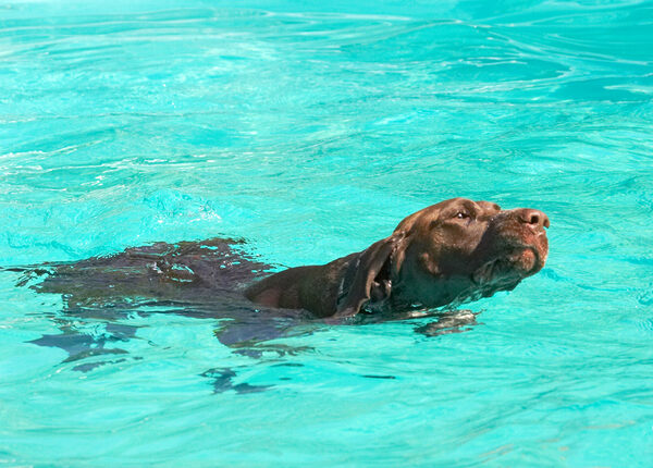 Who said I liked swimming...........??