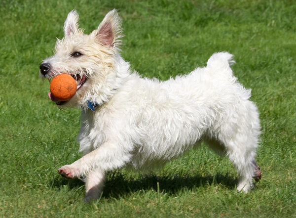 I just love ball playing