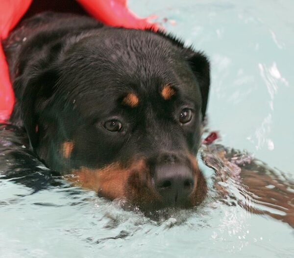 Missy Having A Swim
