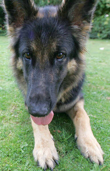 A Dog's Eye View of George