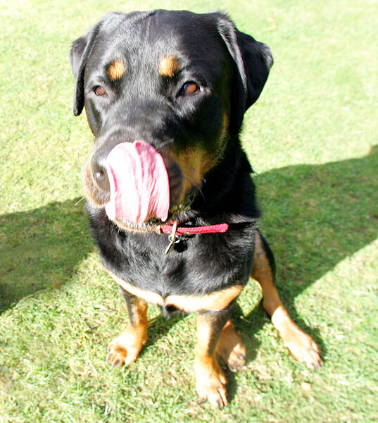 Missy Licking Her Chops