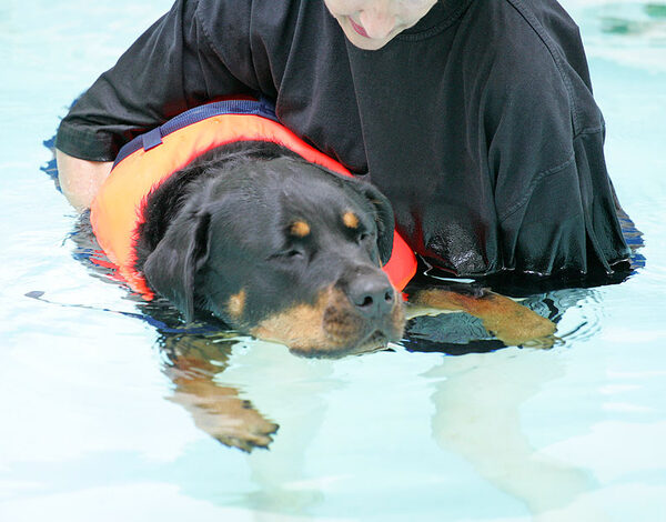 Missy Relaxing in The Pool