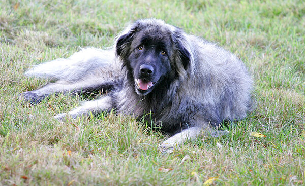 Oscar Enjoying The Autumn Afternoon