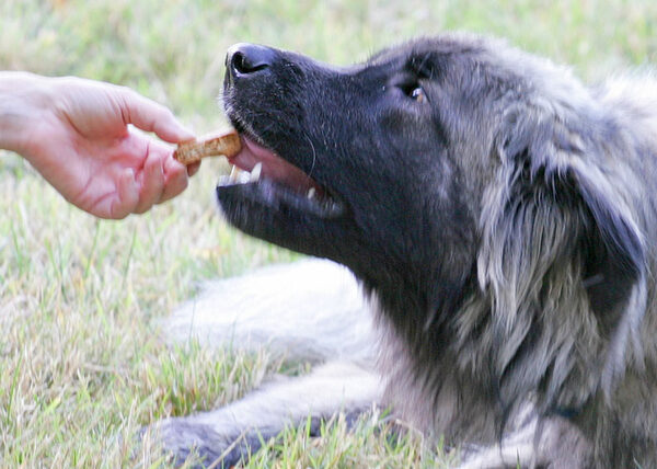 Marjorie Giving Oscar a Home-Baked Doggie Cookie