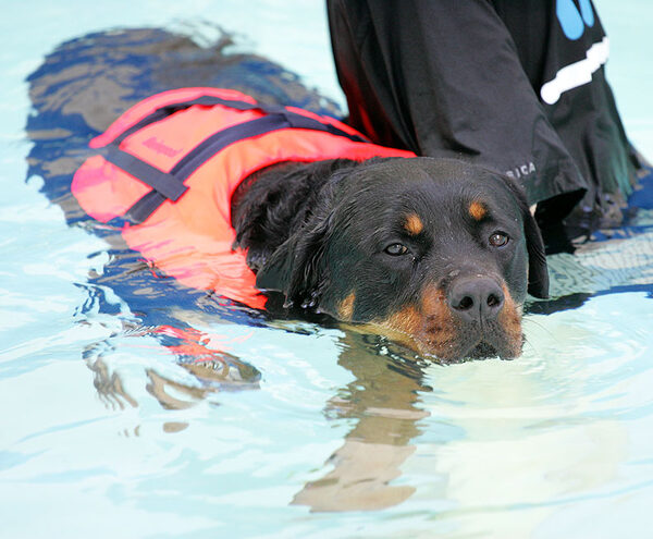 Ronan Enjoying a Swim