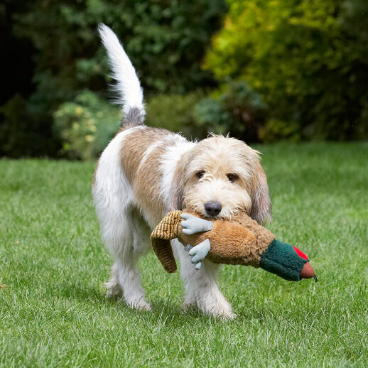 I've got the bird