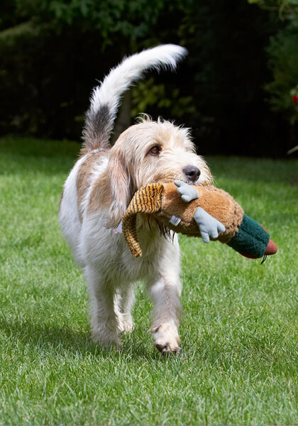 D'ya think it would like to be on the pond with the ducks?