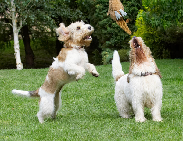 Don't just give it to Alfie!!