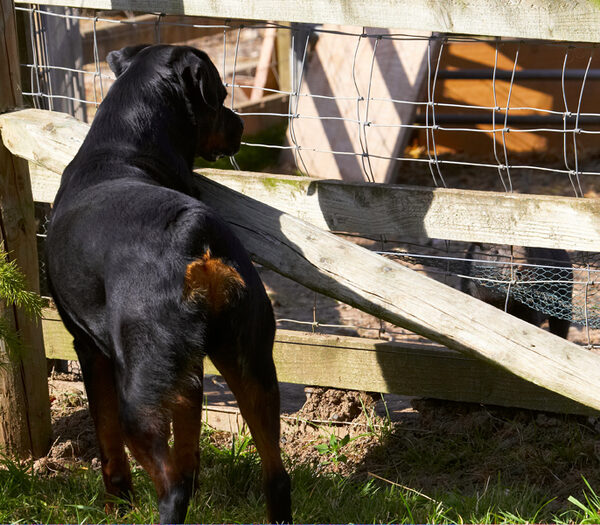 Wot are you?