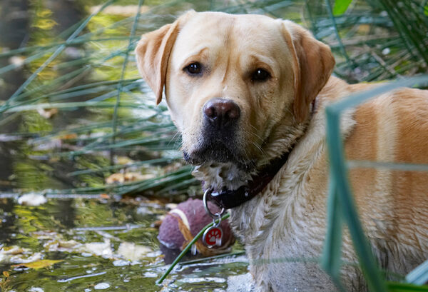 Can you help me get the ball out, please