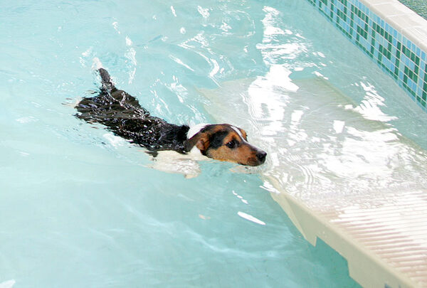 Jake Swimming to the PetRamp