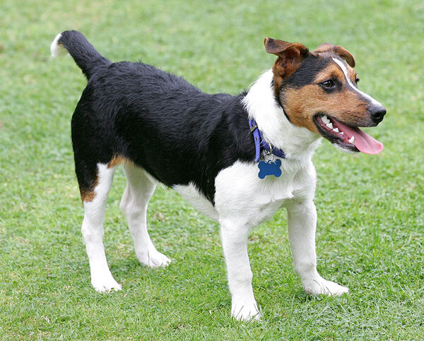 Jake the Jack Russell