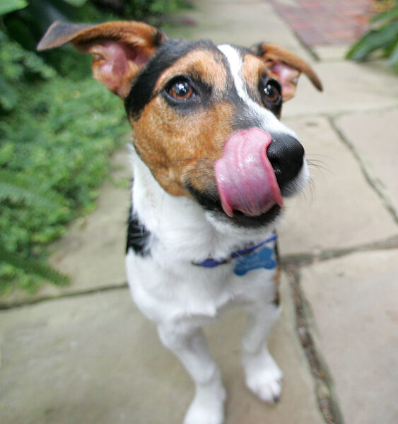 Jake