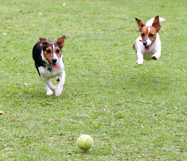 Jake and Sally Playing Catch