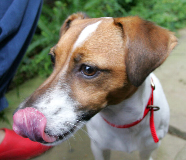 Sally Licking Her Chops