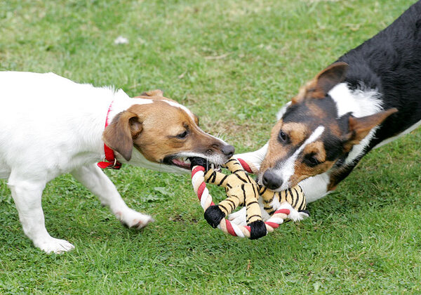 Sally and Jake Playing Tug-o-War