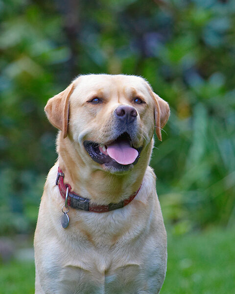 Aren't I just the handsomest doggie