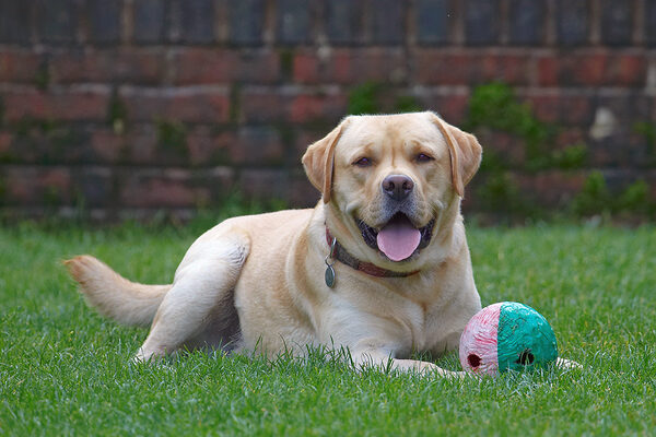 This is a dog's life