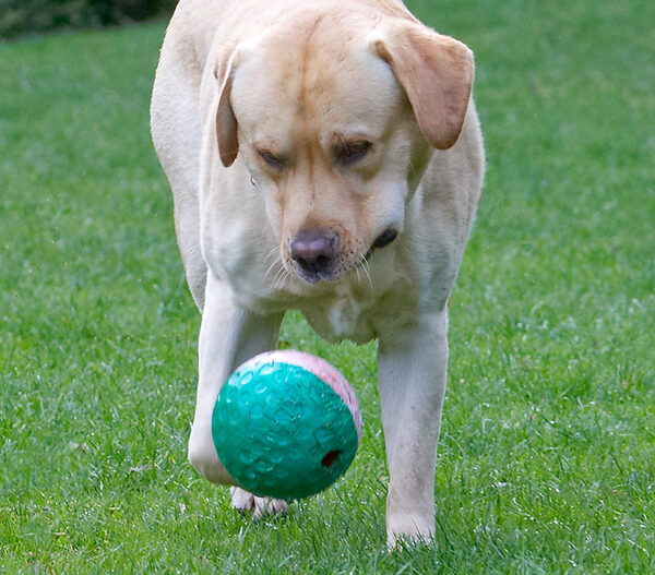 Hey, a game of football