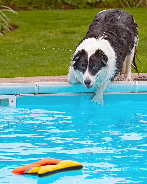 Doggone it, it's too far away.........