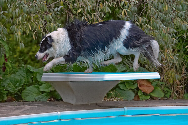 I know, I know, you're supposed to dive off not over