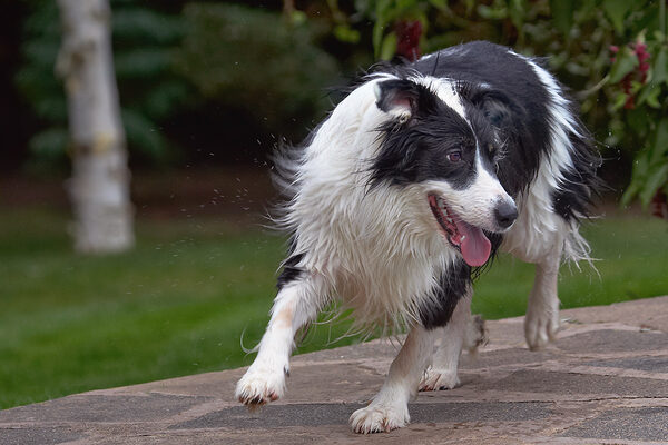 Oh, goody, another toy in the pool