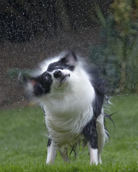 ........and shake