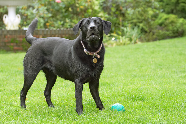 Oh, go on, throw it again