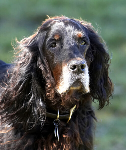 The Elder Statesman