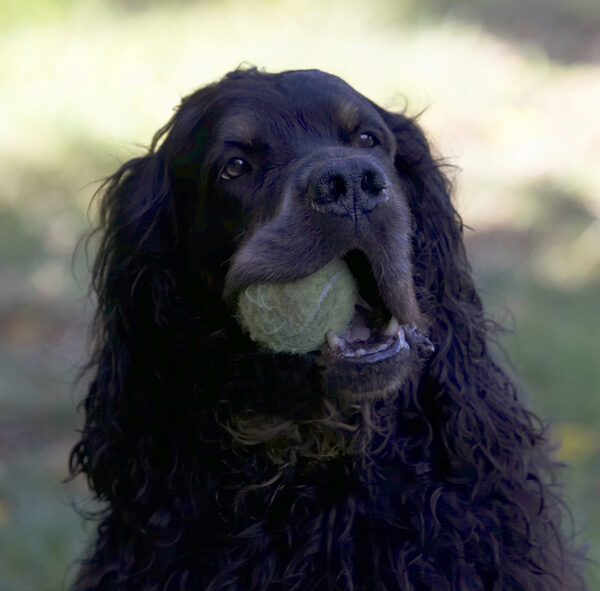 I just love a grubby tennis ball to chew on