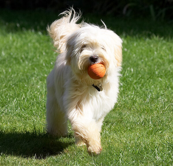 Aren't I clever - I'm bringing the ball back