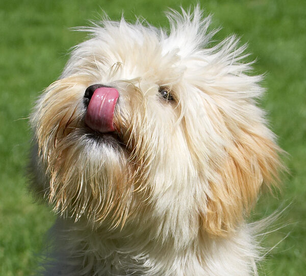 Just giving my nose an extra clean