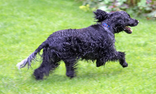 Running free