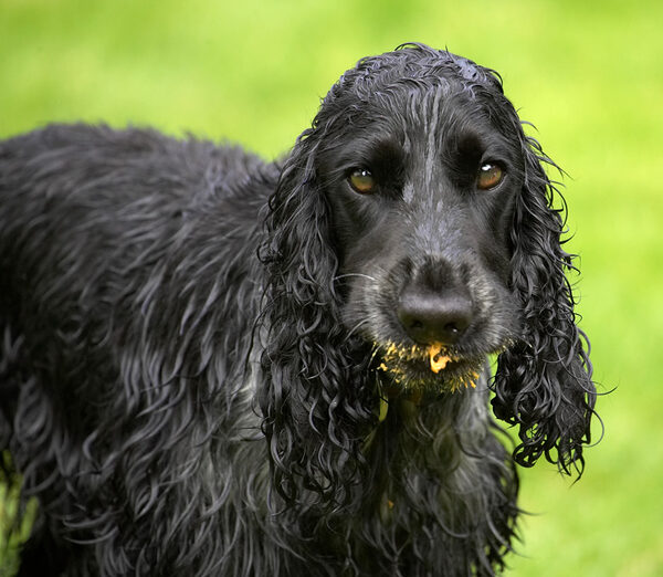 Whaddya mean "I'm a mucky pup"!