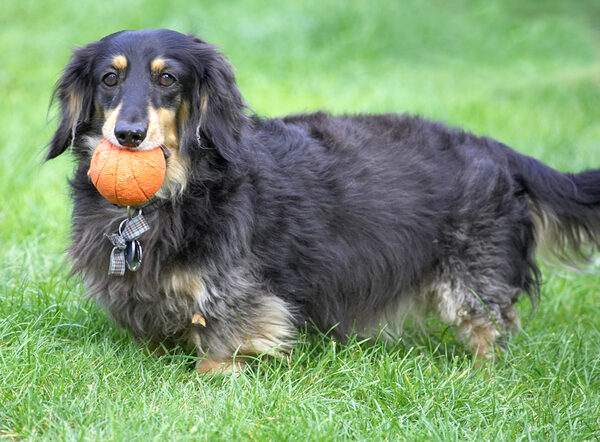 I've got the ball, what now?