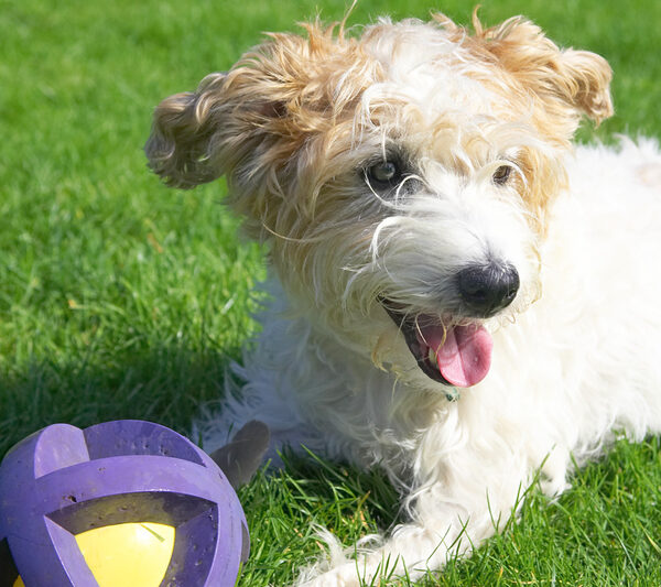 Jus' guarding my ball while I take a rest