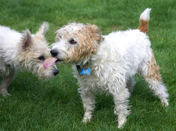 Boy, you got a long tongue there