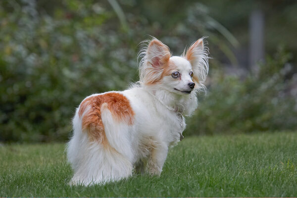 Hey, I look good enough for Crufts...........