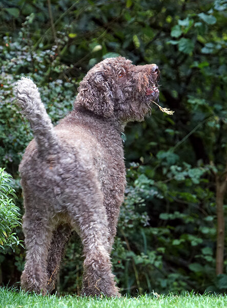 D'ya like my false beard?!